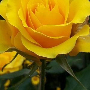 Meet your Posher, Rhonda